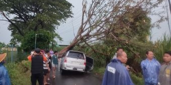 Angin Kencang Sertai Hujan Lebat di Kota Kediri, Puluhan Pohon Tumbang dan Rumah Rusak