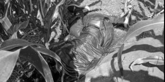 Warga Jombang Temukan Jasad Membusuk di Ladang Jagung