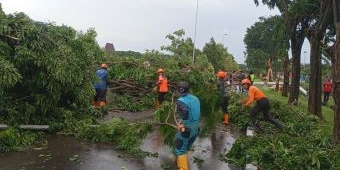Angin Puting Beliung Terjang Terminal 1 Bandara Juanda, Sejumlah Pohon Tumbang