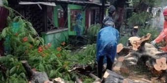 Hujan Lebat di Surabaya, 6 Pohon Tumbang dan Traffic Light Padam