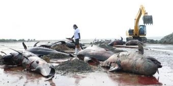 Apresiasi Penanganan 52 Ikan Paus yang Terdampar, Khofifah: Wujud Cinta dan Peduli Lingkungan