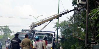 Antisipasi Pohon Tumbang, BLH Pasuruan Lakukan Perantingan