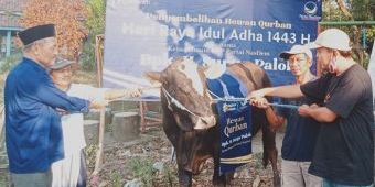 ​Ketua DPD NasDem Kabupaten Kediri Beri Satu Ekor Sapi untuk Takmir Mushola Al Ihsan