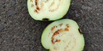 Geger Buah Jambu Diduga Busuk di Paket MBG Siswa SMP Al Irsyad Kraksaan Probolinggo