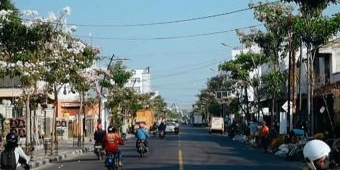 Bermekaran, Bunga Tabebuya Percantik Jalan Perkotaan di Bojonegoro 