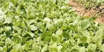 Sambut Musim Tanam Tembakau, Petani Sumenep Mulai Semai Bibit, Harga Capai Rp50 Ribu per Ikat