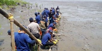 Peringati WED, HCML Tanam 12.000 Bibit Mangrove di Garis Partai Semare Pasuruan