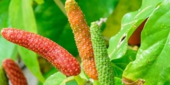 Cabe Jamu Sumenep Resmi Diakui Negara, Pemkab Sumenep Kantongi Surat Inventarisasi KIK