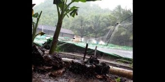 Hujan Deras, Petani Tambak Udang di Pacitan Terancam Gagal Panen