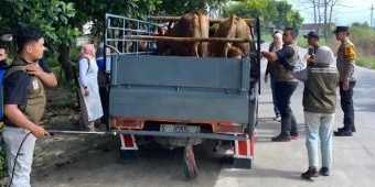 Disnakeswan Lamongan Perketat Pemeriksaan Ternak di Perbatasan Jelang Iduladha