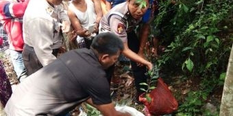 Mayat Bayi Laki-Laki Terbungkus Kresek Merah Ditemukan di Tanah Tegalan Desa Gambiran Jember