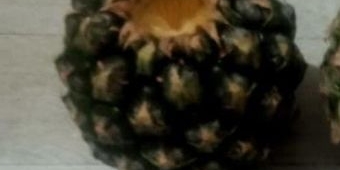 di-lawang-malang-menu-mbg-hanya-satu-buah-nanas-dan-kacang-bawang