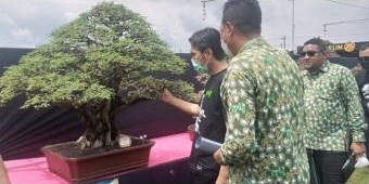 Gali Potensi Penggiat Bonsai di Madiun, PPBI Gelar Pameran dan Kontes Bonsai