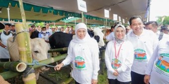 Gerakan Serentak Inseminasi Buatan, Gubernur Khofifah: Jika Masif, Indonesia Swasembada Daging 2029