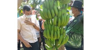 Jihad Ekonomi Petani Santri H. Sholahuddin, Bisa Kirim Pisang Cavendish 5 Ton per Hari