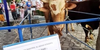 Kurban 1 Ton Sapi, Gubernur Khofifah Persembahkan untuk Tujuh Gubernur Jatim Pendahulunya