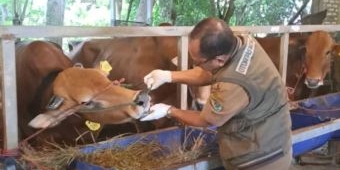 Jelang Iduladha 2026, DKPP Pamekasan Perketat Pengawasan Hewan Kurban