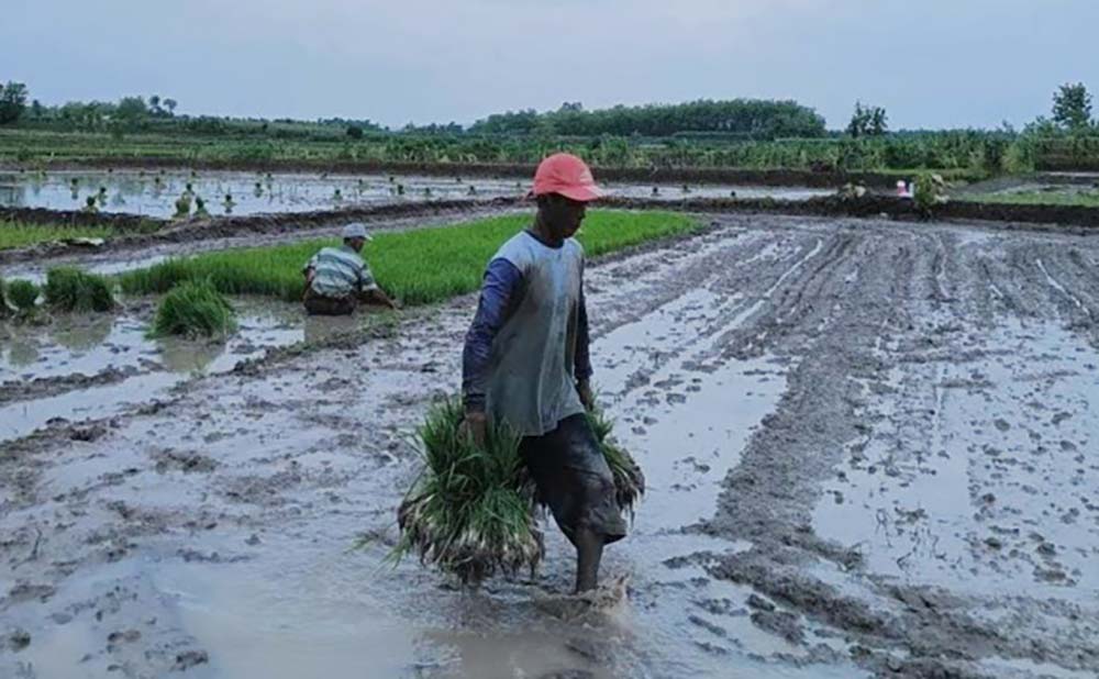 Petani di Desa Glagahan, Kecamatan Sugihwaras, Bojonegoro, akan menanam padi di sawah miliknya.