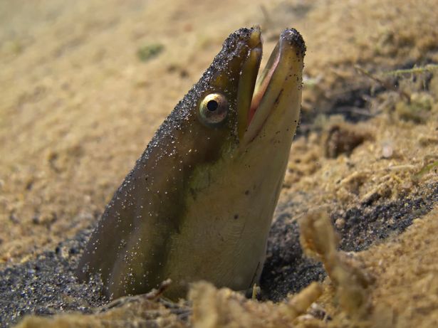 belut khas sungai Thames. foto: mirror.co.uk