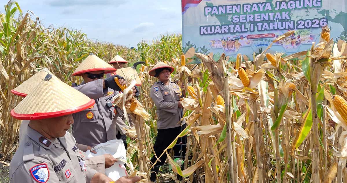 Panen Raya Jagung Serentak Kuartal I 2026 yang dilaksanakan Polsek Balongbendo.