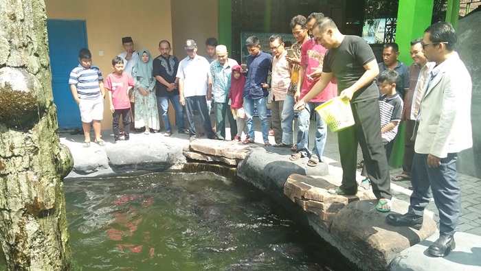 Kolektor saat memberi makan Arapaima di kolam. Foto: RONY S/BANGSAONLINE