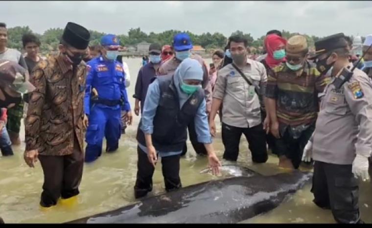 Gubernur Jawa Timur Khofifah Indar Parawansa saat melepas tiga ikan paus di pesisir Modung Bangkalan Madura, Jumat (19/2/2021). Rombongan ikan paus yang diperkirakan berjumlah 50 ekor itu terdampar di pantai Modung Bangkalan Madura. foto: ist/ bangsaonline.com