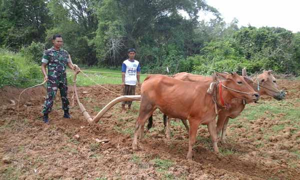 Babinsa Geger Bangkalan Bantu Petani Bajak Sawah Babinsa Geger Bangkalan Bantu Petani Bajak Sawah