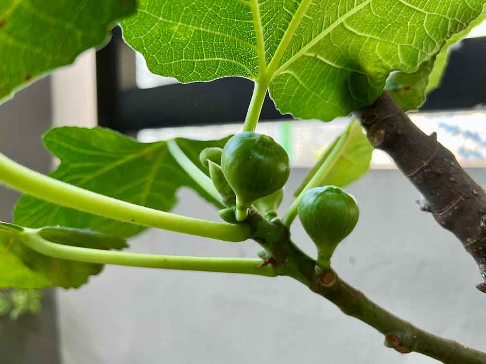Buah tin saat masih mentah. Foto: Sulthon/Bangsaonline.