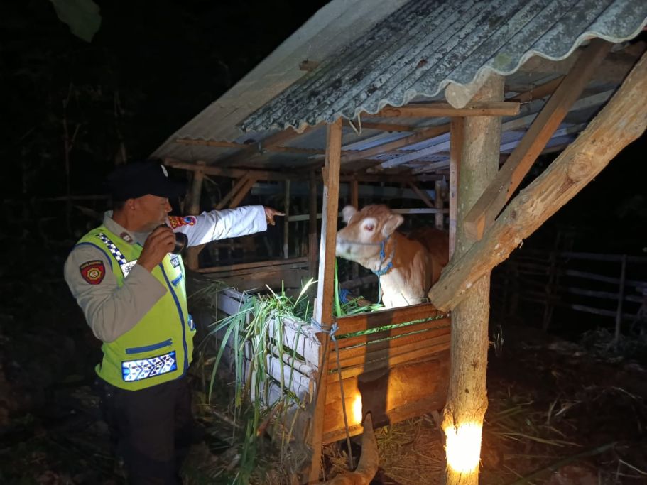 Polisi saat melakukan olah TKP di kandang sapi warga