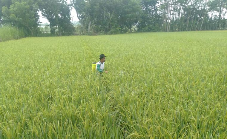 Salah satu lahan pertanian di Kecamatan Rejoso.