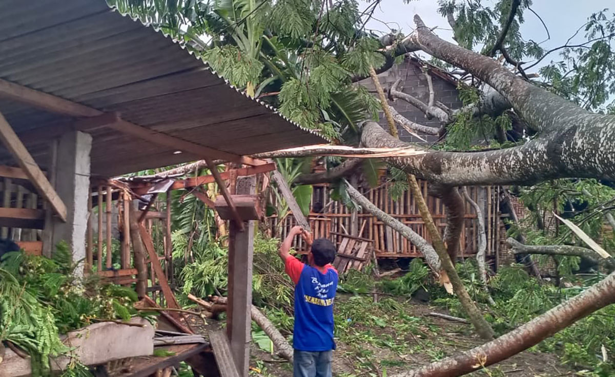 Salah satu pohon yang tumbang menimpa rumah dan kandang ternak warga akibat diterjang angin puting beliung. foto: ist.