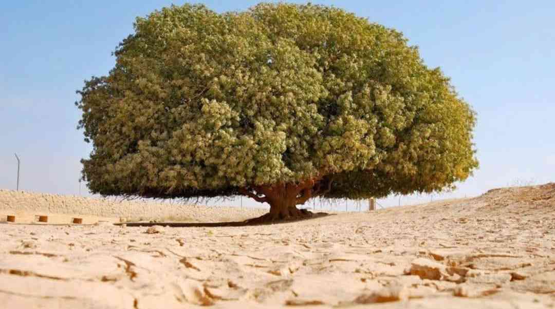 Pohon Sahabi. Foto: Pinterest

