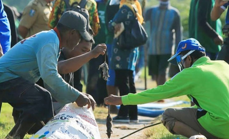Para petani di Desa Simbatan, Kanor sedang melakukan gropyokan tikus. (foto: JFN for BANGSAONLINE)