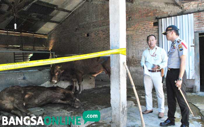 Kapolres Ngawi AKBP MB. Pranatal Hutajulu saat meninjau lokasi yang digunakan untuk menggelonggong sapi. Tampak satu ekor sapi tewas tergeletak. foto: ZAINAL/ BANGSAONLINE