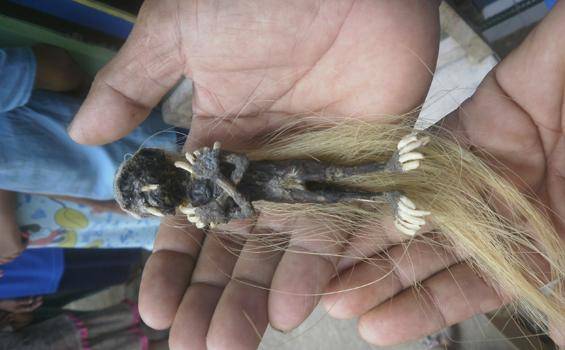 Foto penemuan jenglot di Bantul