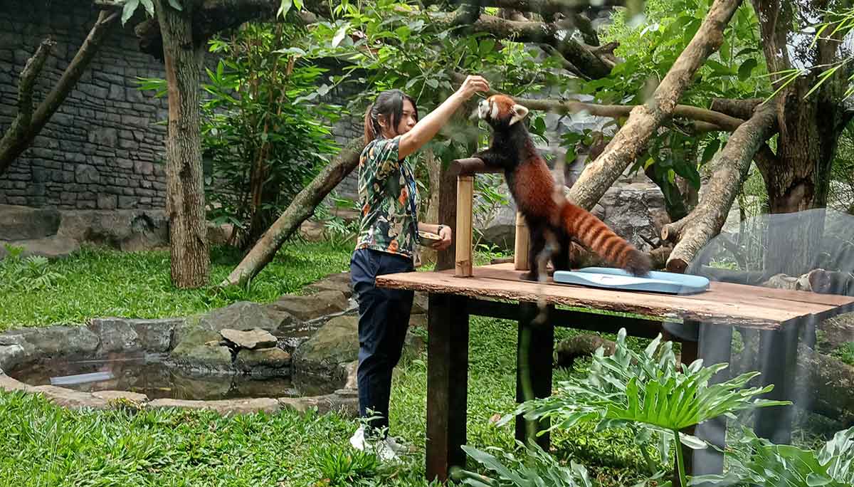 Pengunjung Jatim Park 2 saat bermain dengan salah satu satwa.