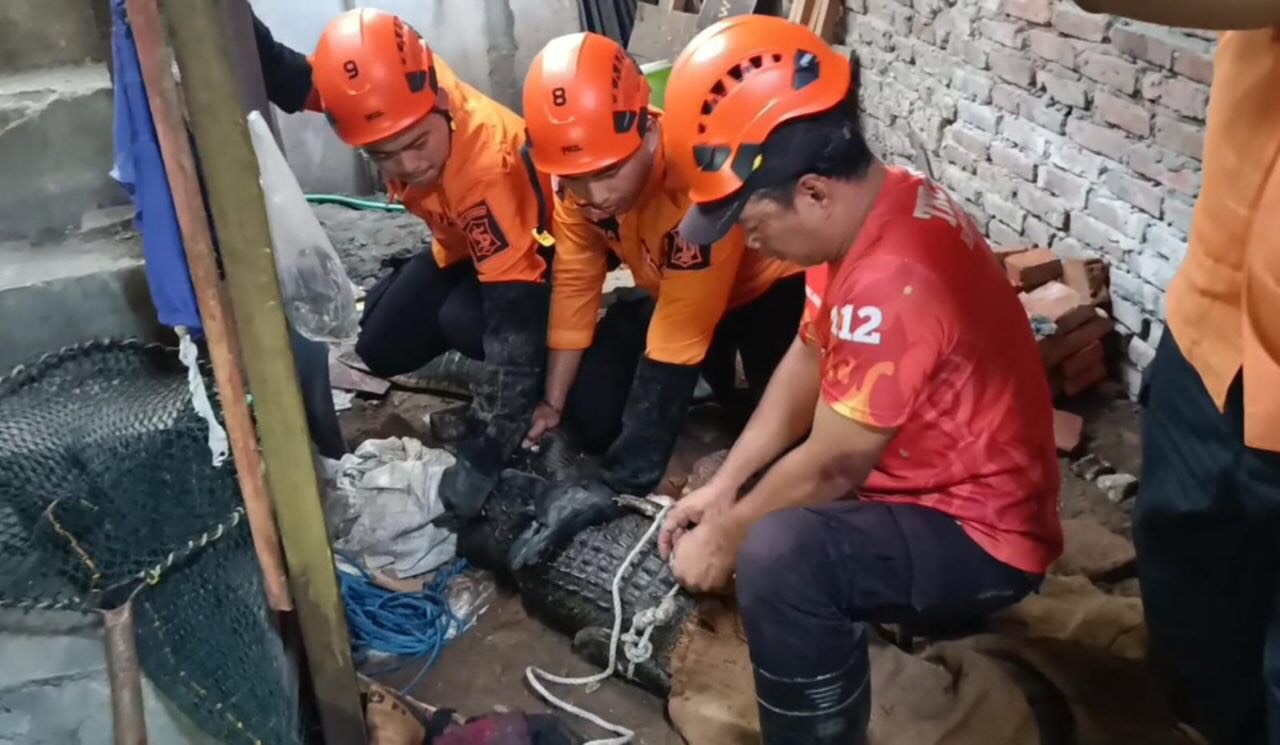 Evakuasi Buaya 2 Meter yang Dipelihara Warga Manyar Sabrangan Berlangsung Menegangkan