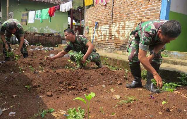 Satuan tugas dari Kodim 081 Jombang mengajari penduduk menanam cabe di suatu lahan di kawasan Balai Desa Sumberejo Wonosalam Jombang. foto: penrem 082/CPYJ