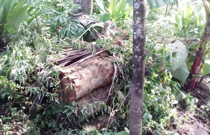Diduga Hasil Illegal Logging, Kayu Jati Senilai Rp 20 Juta Diamankan Polisi