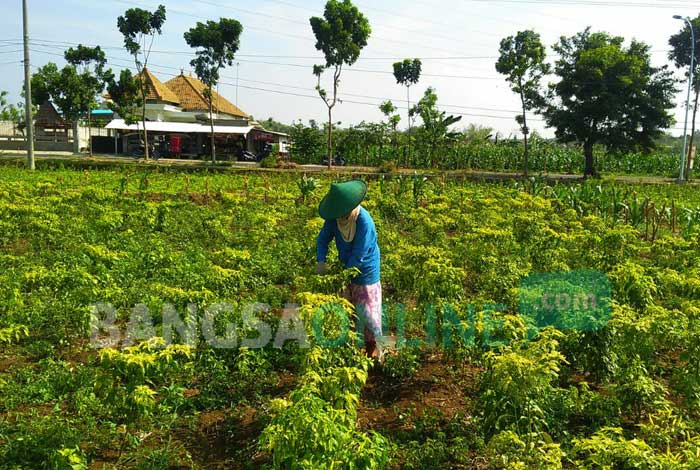Salah satu petani tengah memanen cabai. foto: HERI M/ BANGSAONLINE