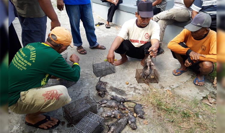 Hasil petani dalam menangkap dan membunuh tikus. foto: MUJI HARJITA/ BANGSAONLINE