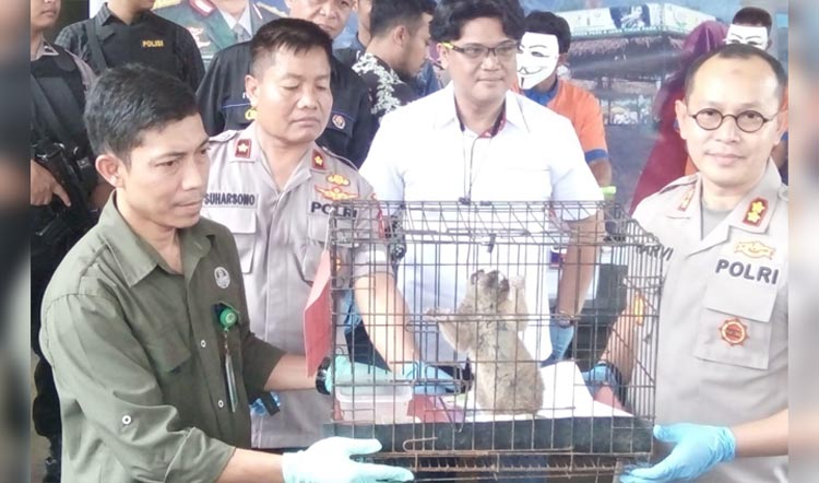 Kapolres Batu AKBP Harviadhi menunjukkan barang bukti berupa Kukang Jawa.