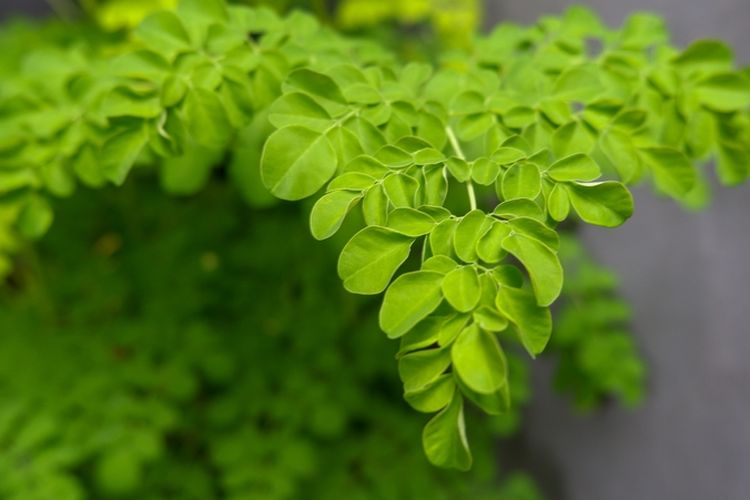 Simak Manfaat Daun Kelor untuk Kesehatan. Foto: Ist
