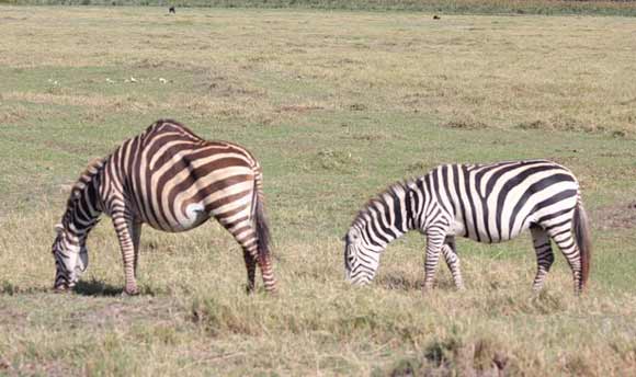 Zebra dengan punuk seperti onta. Adakah onta yang bulunya belang hitam putih seperti zebra? foto: repro mirror.co.uk
