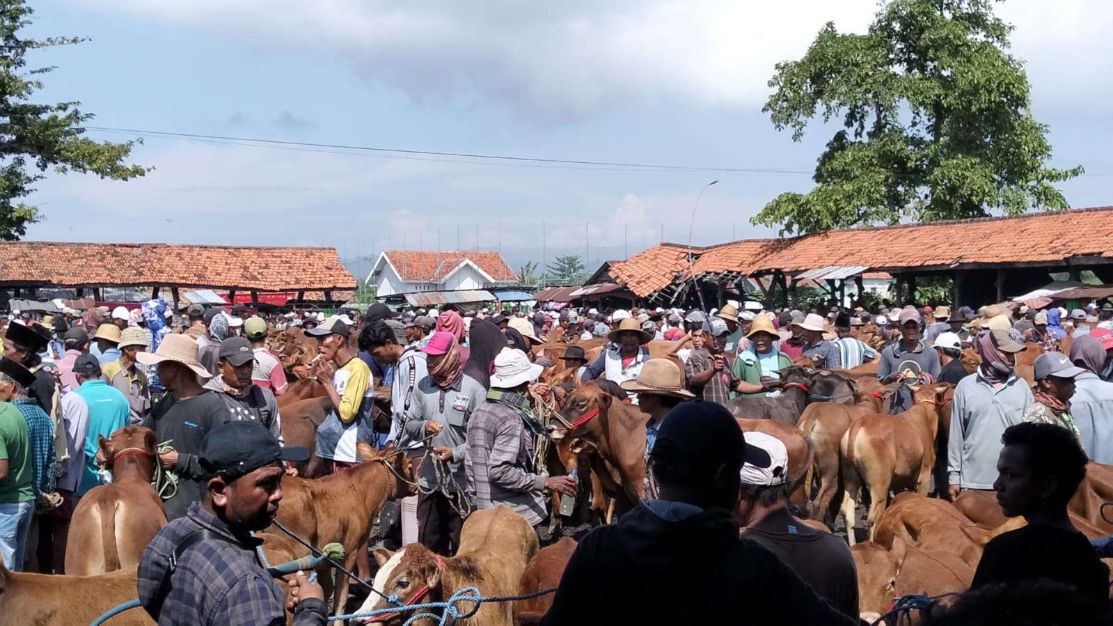 Jelang Iduladha, Disnak Bangkalan Perketat Pengawasan Hewan Kurban yang Dijual