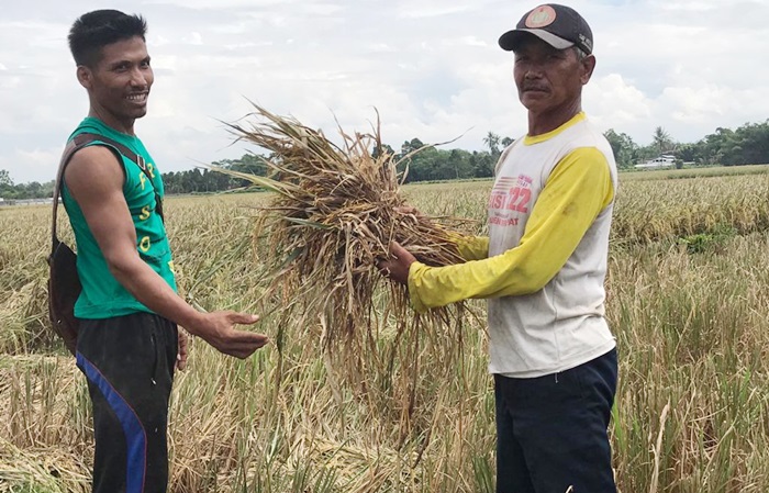 Dua orang petani sedang menunjuukan hasil panen padi yang rusak karena serangan hama wereng.