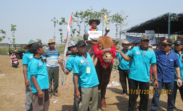 Sukatman dengan sapi juaranya di kontes ternak.