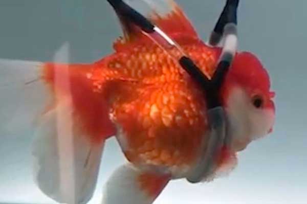 Ikan ini nyaman dalam kursi rodanya. foto: mirror.co.uk