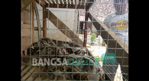 Kerap Makan Ternak Warga, Ular Python di Kelurahan Karang Tuban Ditangkap Warga