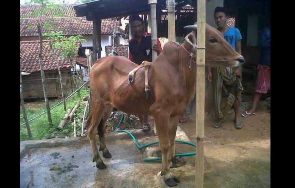 Sapi berkaki 6 di Sumenep